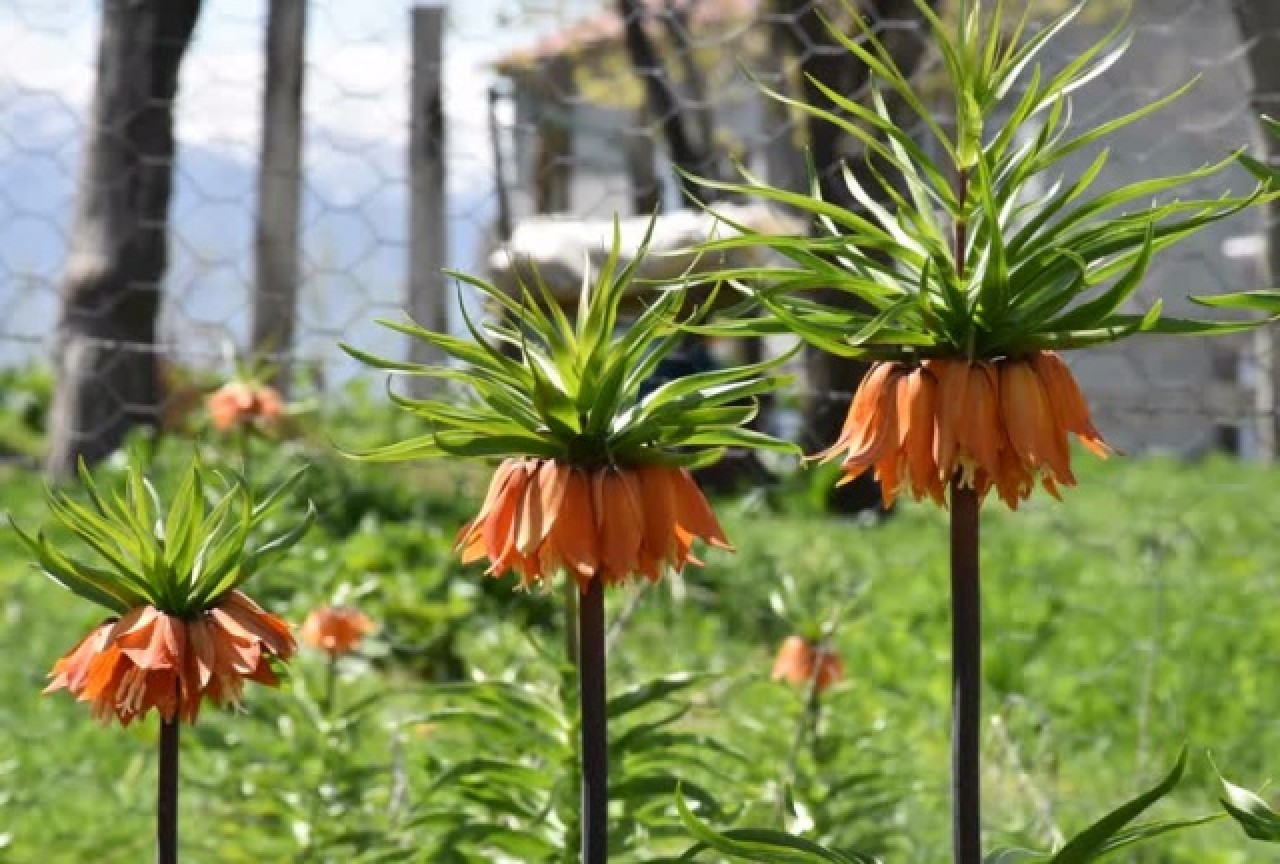 Muş'ta "Ağlayan gelin"in görsel şöleni 1