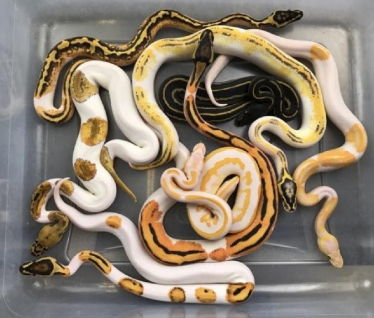 'Gülen yüz emojili' Kraliyet Pitonu 45 bin TL'ye satıldı 1