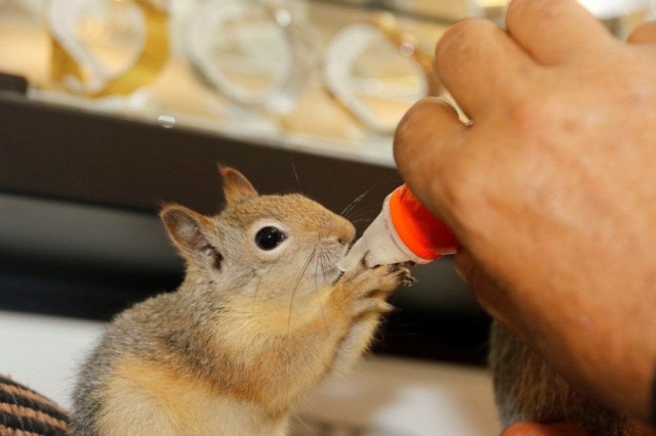 Binlerce liralık kasayı sincap koruyor 2