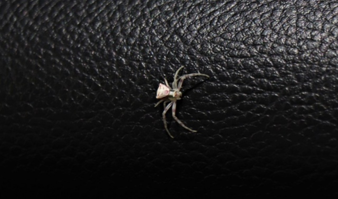 İnsan yüzlü örümcek Türkiye'de bir kez daha ortaya çıktı 7