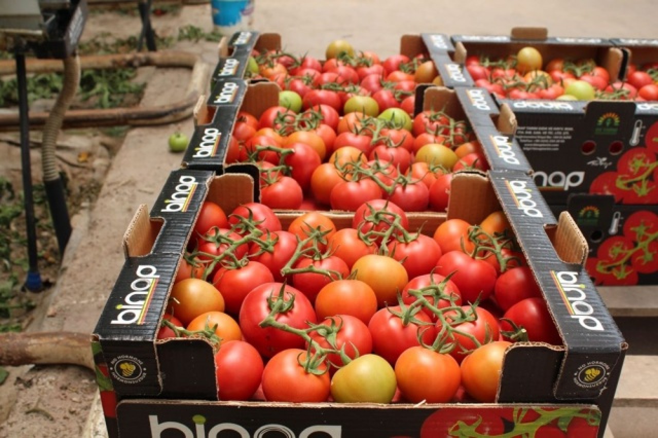 Topraksız tarım,  kadınlara iş kapısı oldu 2