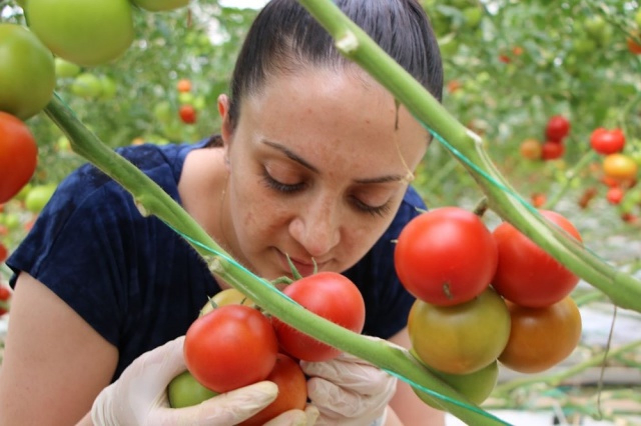 Topraksız tarım,  kadınlara iş kapısı oldu 8