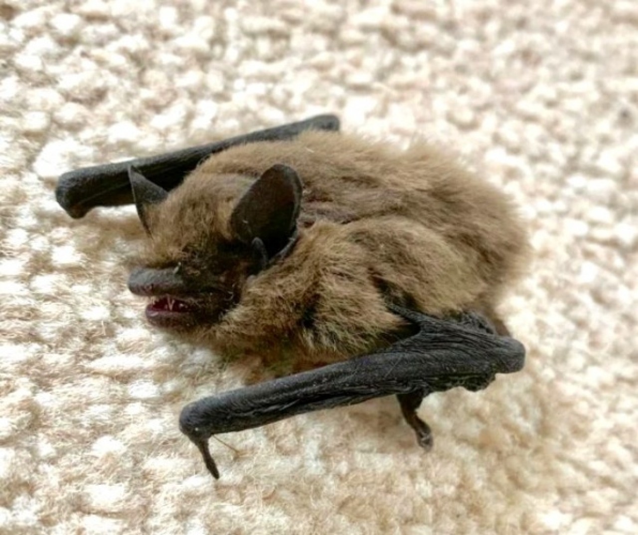 Yavru yarasa 2 yaşındaki çocuğun karyolasına girip,  kabusu yaşattı! 4