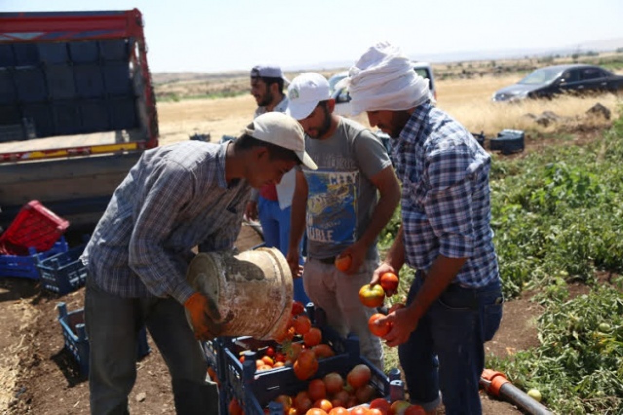 Kilisli çiftçiler,  Suriye pazarında yerini almak istiyor 3
