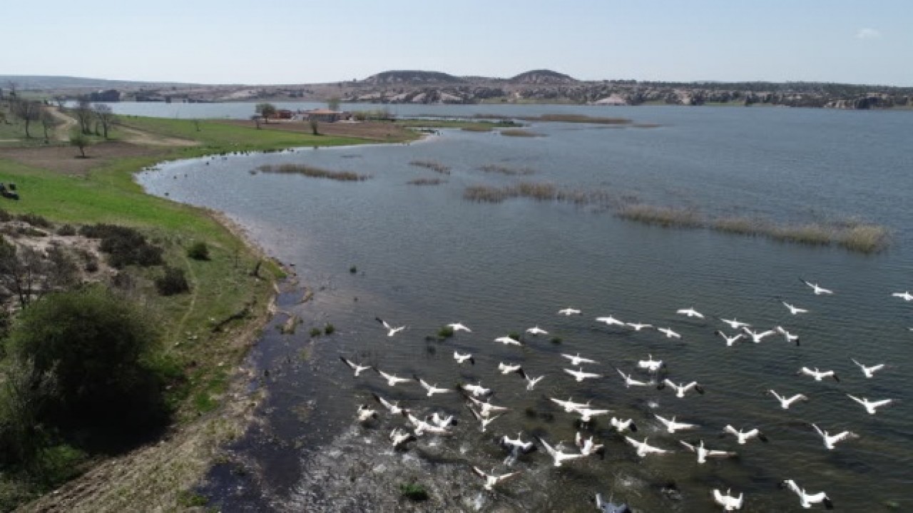 Frigya'nın yeni konukları "Pelikanlar" oldu 5