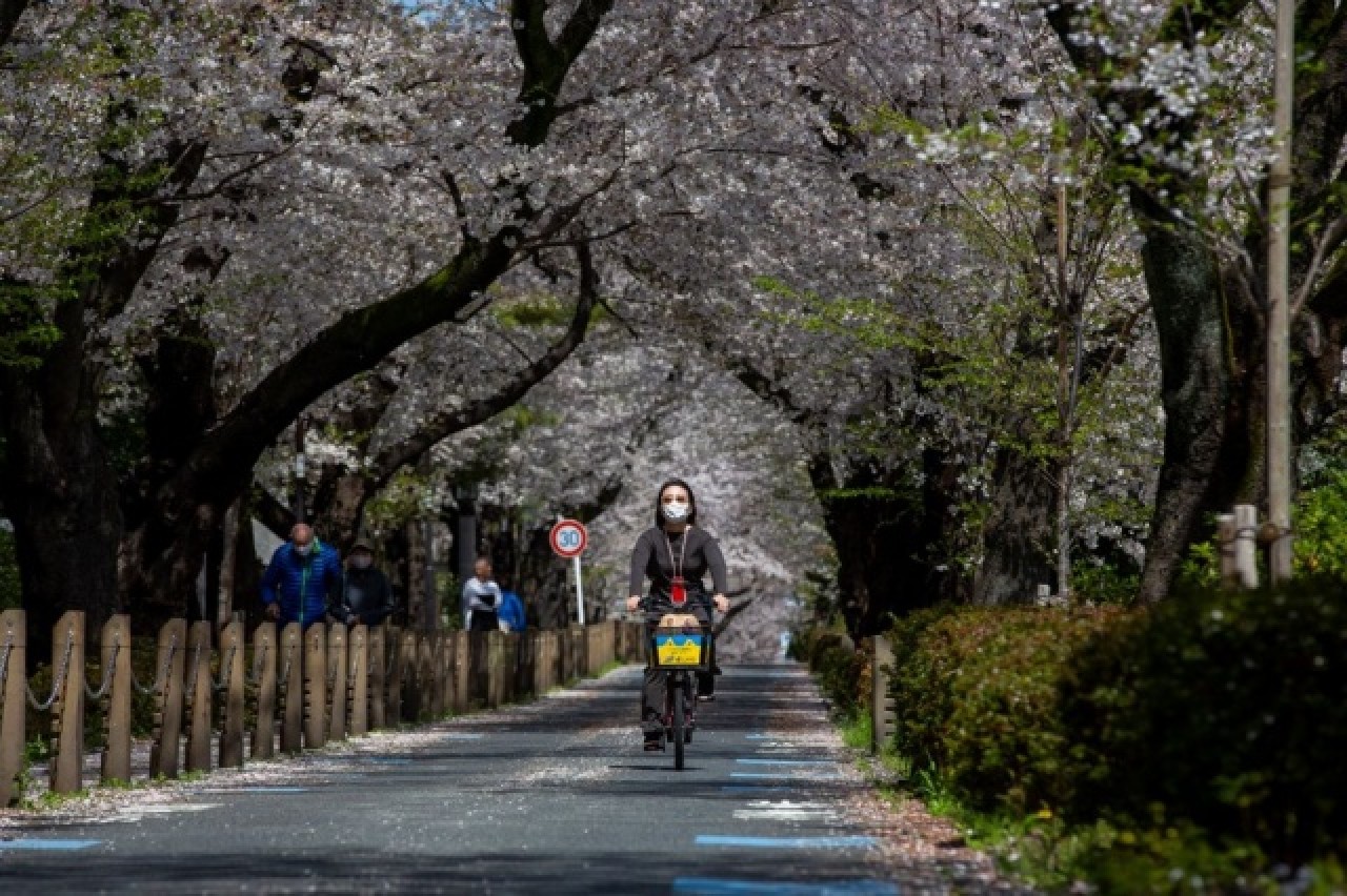 Sakura çiçekleri erken açtı: Görsel şölen başladı 4