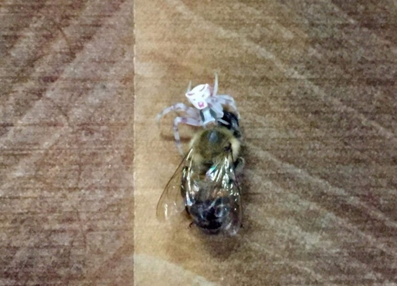 İnsan yüzlü örümcek Türkiye'de bir kez daha ortaya çıktı 10