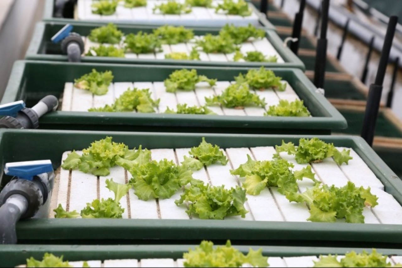 Aynı suda hem balık hem sebze üretiliyor 2