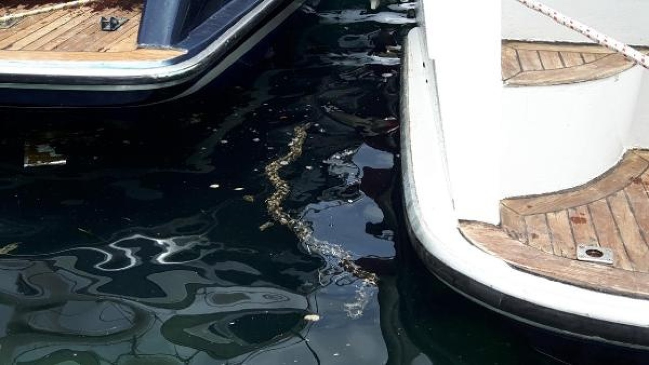 Datça'da şaşırtan şeffaf deniz canlısı 5