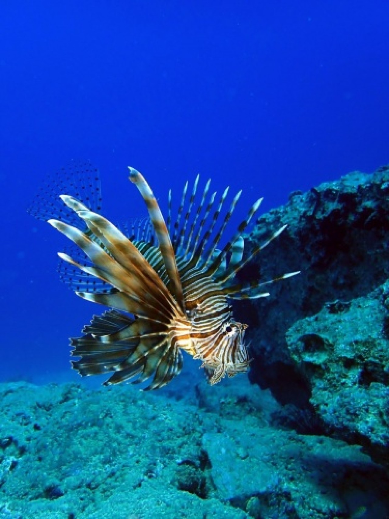 İstilacı,  zehirli aslan balığı Akdeniz’i tehdit ediyor 8