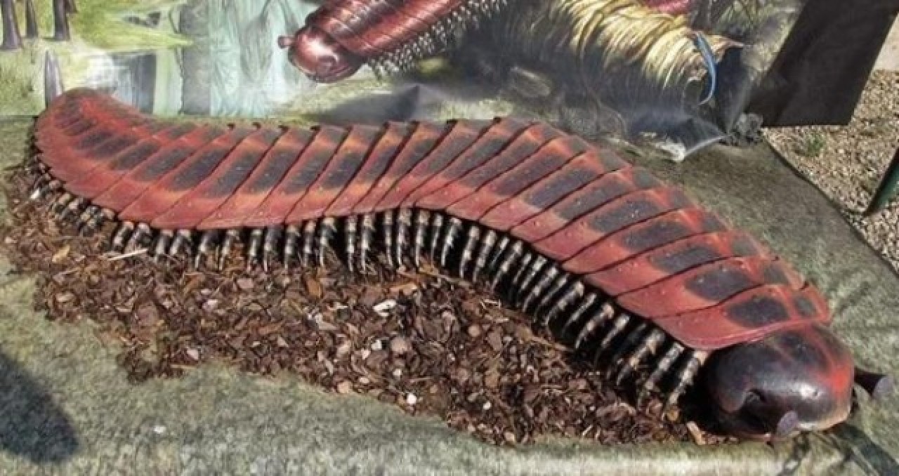 Düşen kaya ikiye ayrılınca ortaya çıktı! Dünyanın en büyük kırkayak fosili bulundu 3