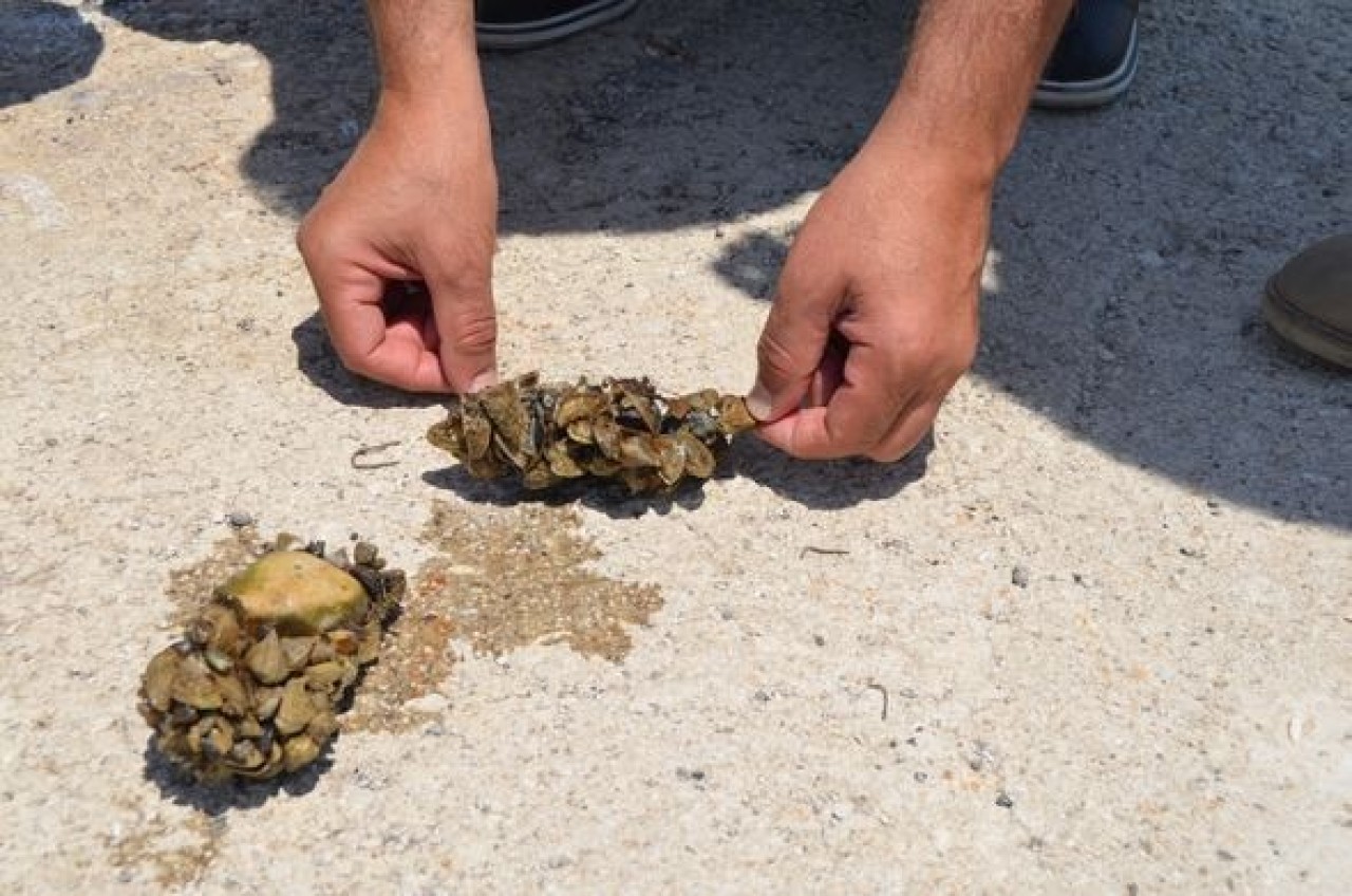 Tedirginlik yaratan konuya bakanlık el attı 2