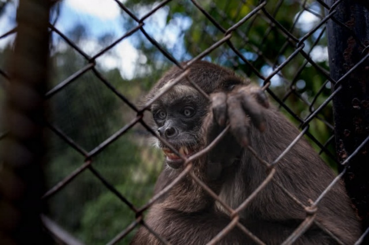 Kolombiya'da kaçakçılıktan kurtarılan hayvanlar 8