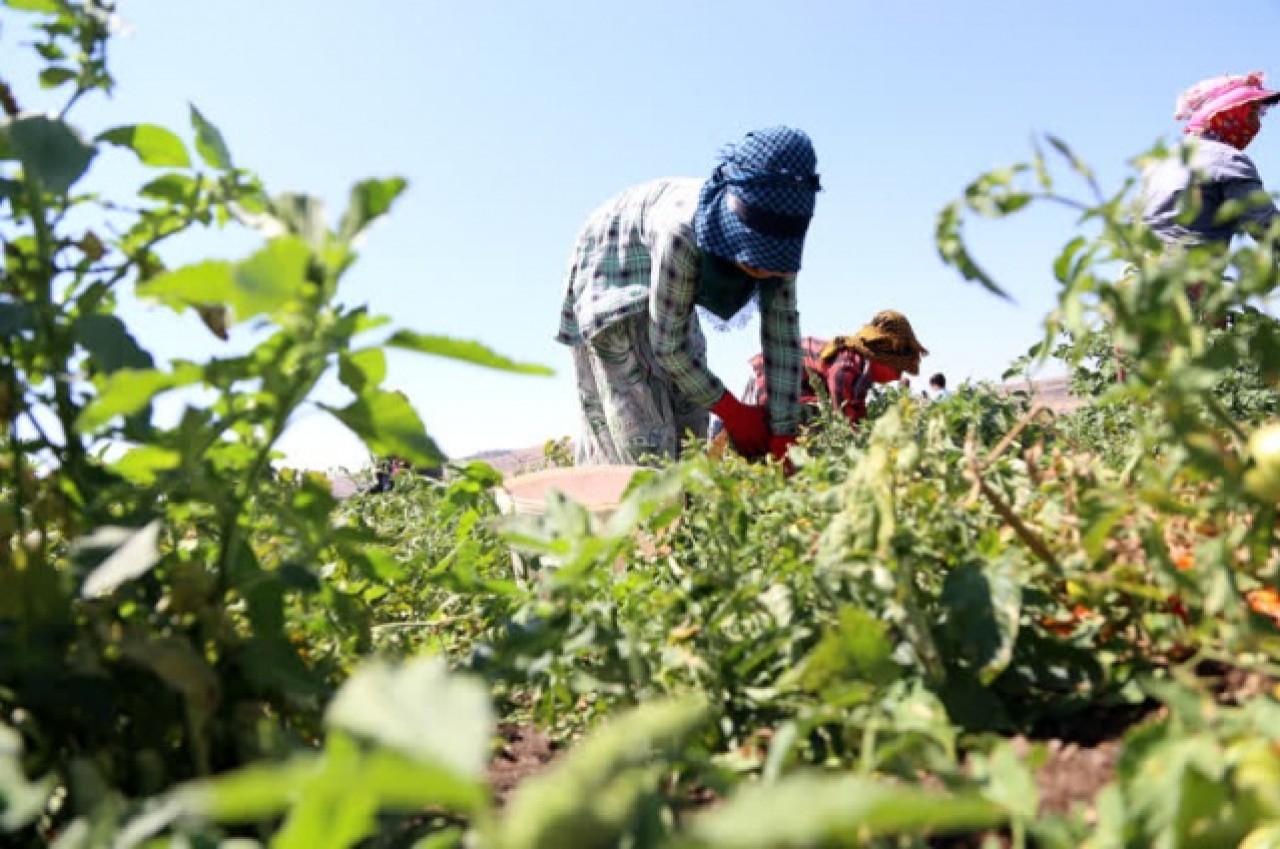 Kilisli çiftçiler,  Suriye pazarında yerini almak istiyor 4