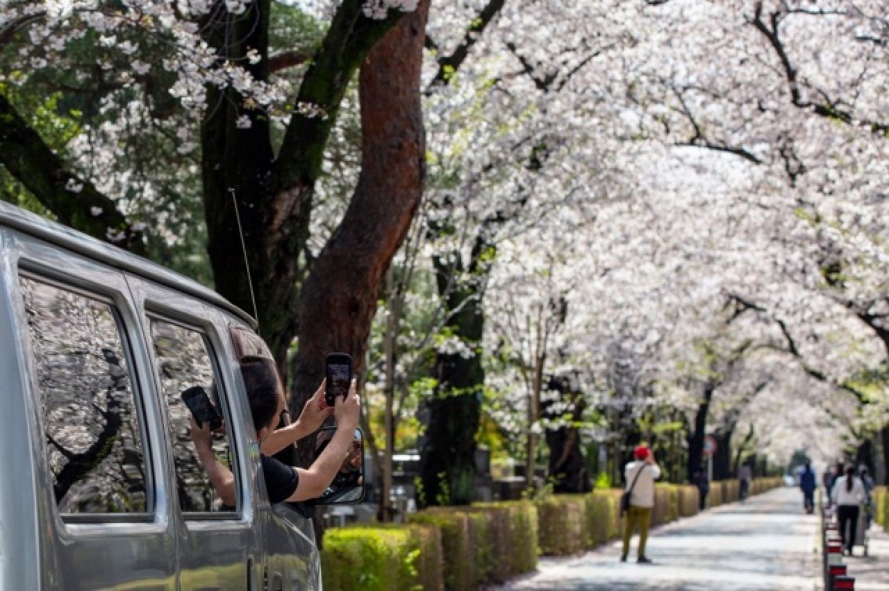 Sakura çiçekleri erken açtı: Görsel şölen başladı 2