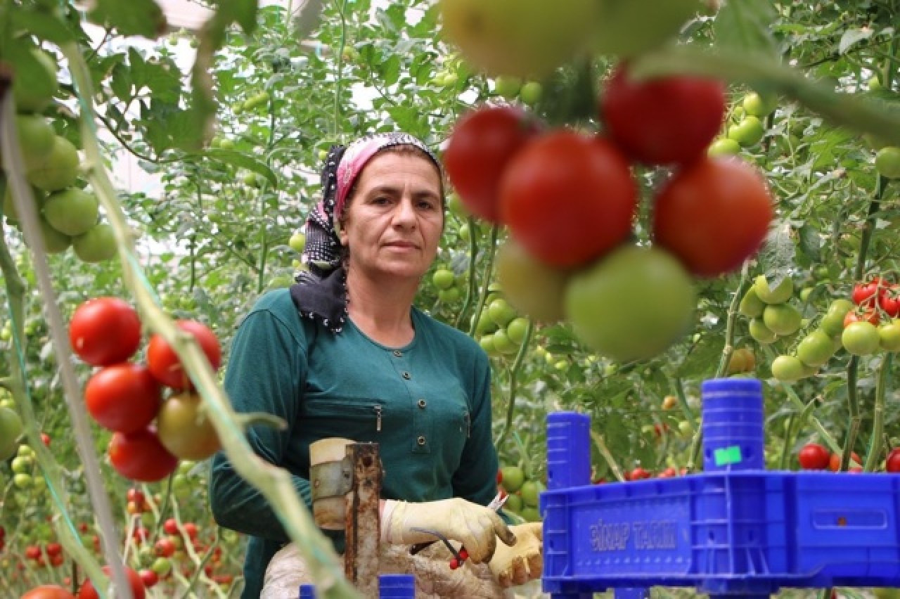 Topraksız tarım,  kadınlara iş kapısı oldu 10