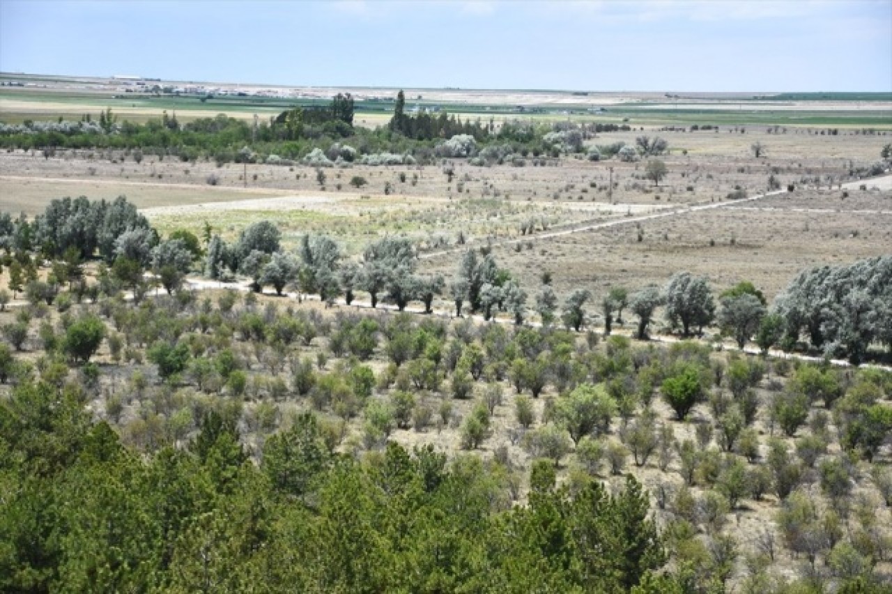Dünyada ilk örnek: Yeşeren çöl Karapınar 5