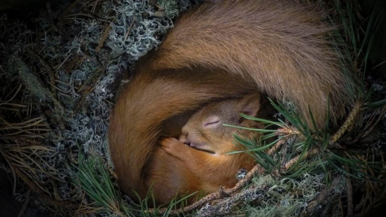 2020 'Yılın Doğa Fotoğrafları' belli oldu 11