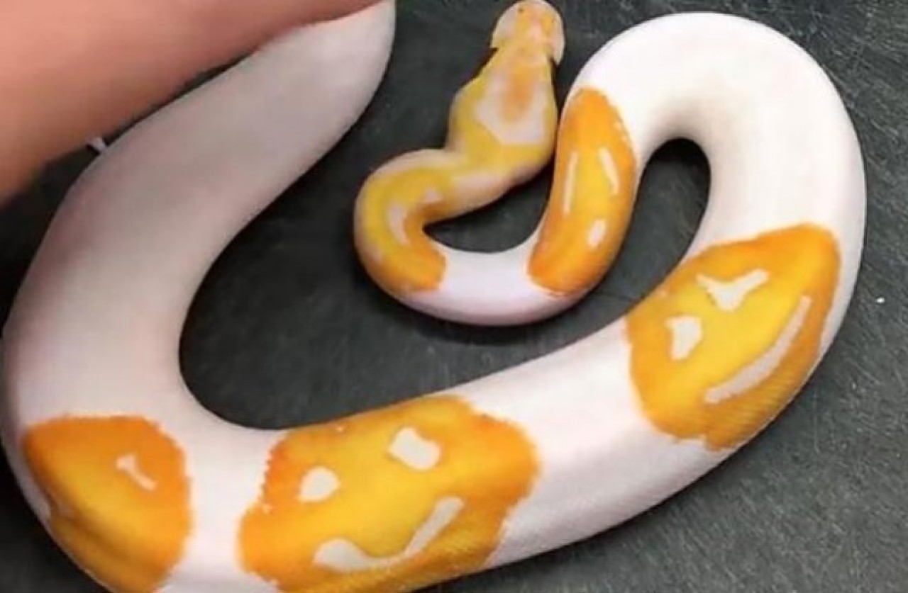 'Gülen yüz emojili' Kraliyet Pitonu 45 bin TL'ye satıldı 6