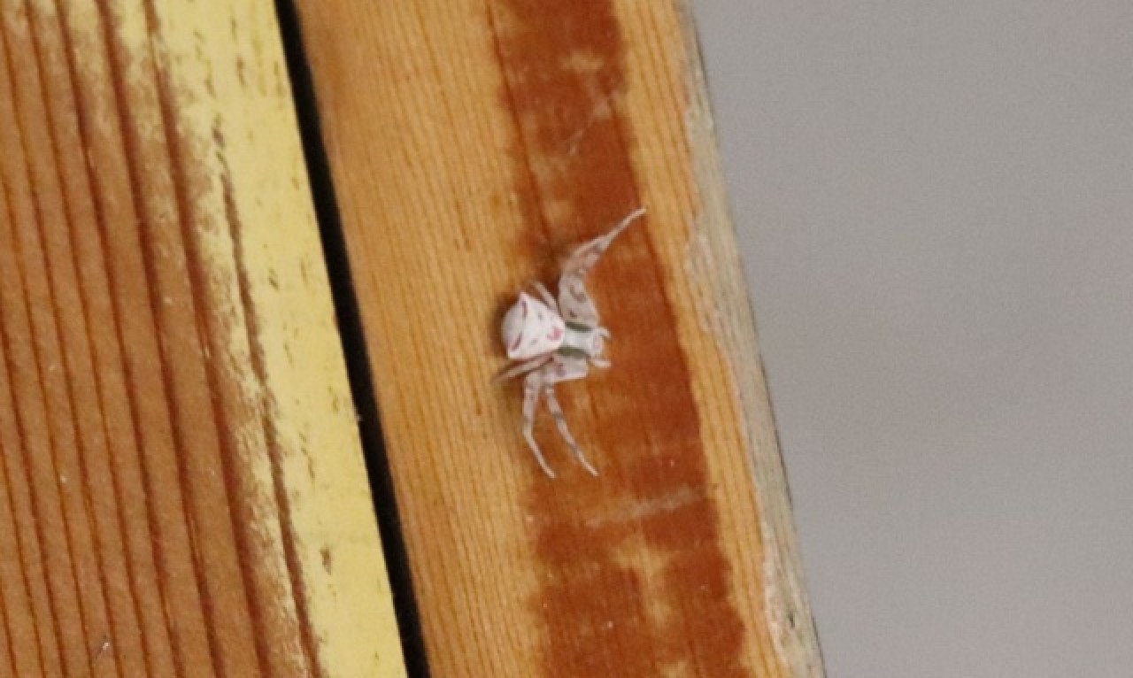 İnsan yüzlü örümcek Türkiye'de bir kez daha ortaya çıktı 1