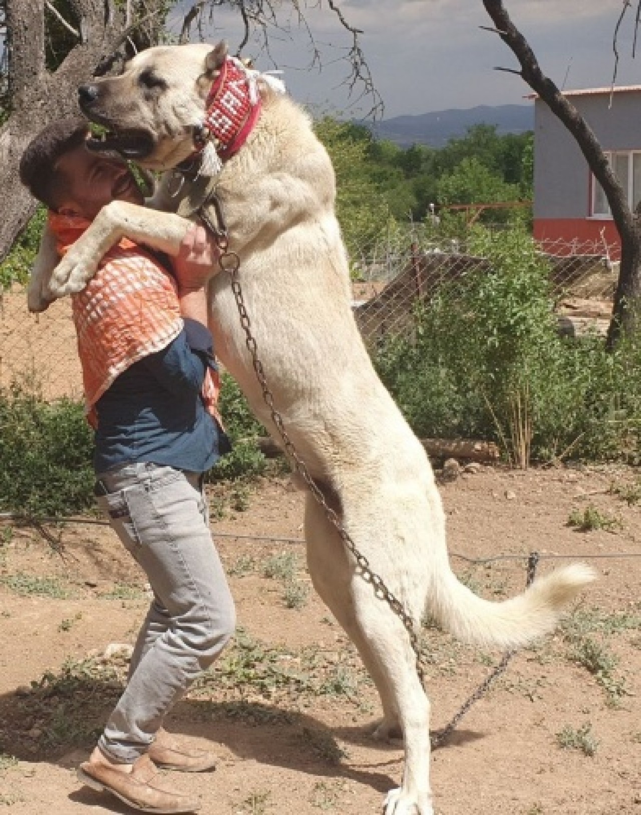 60 yıldır 'Çökelez Aslan'ı yetiştiriyorlar 4