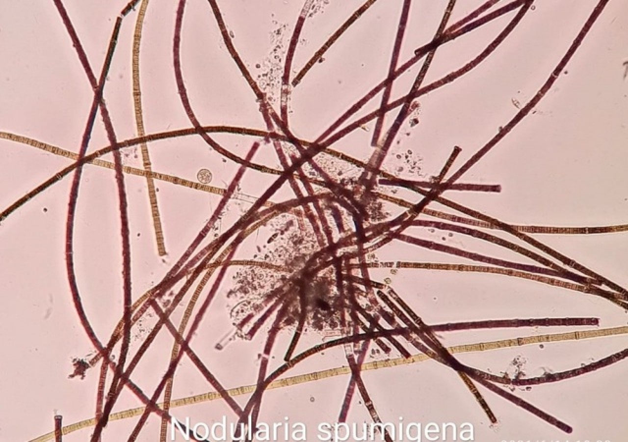 Burdur Gölü'nün rengi değişti 5