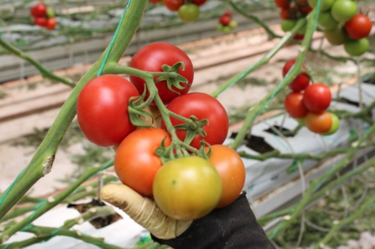 Topraksız tarım,  kadınlara iş kapısı oldu 5