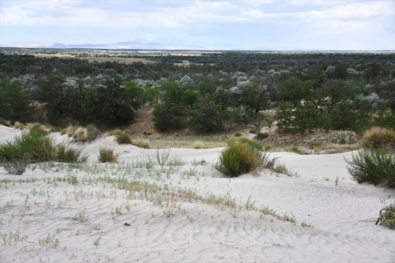 Dünyada ilk örnek: Yeşeren çöl Karapınar 3