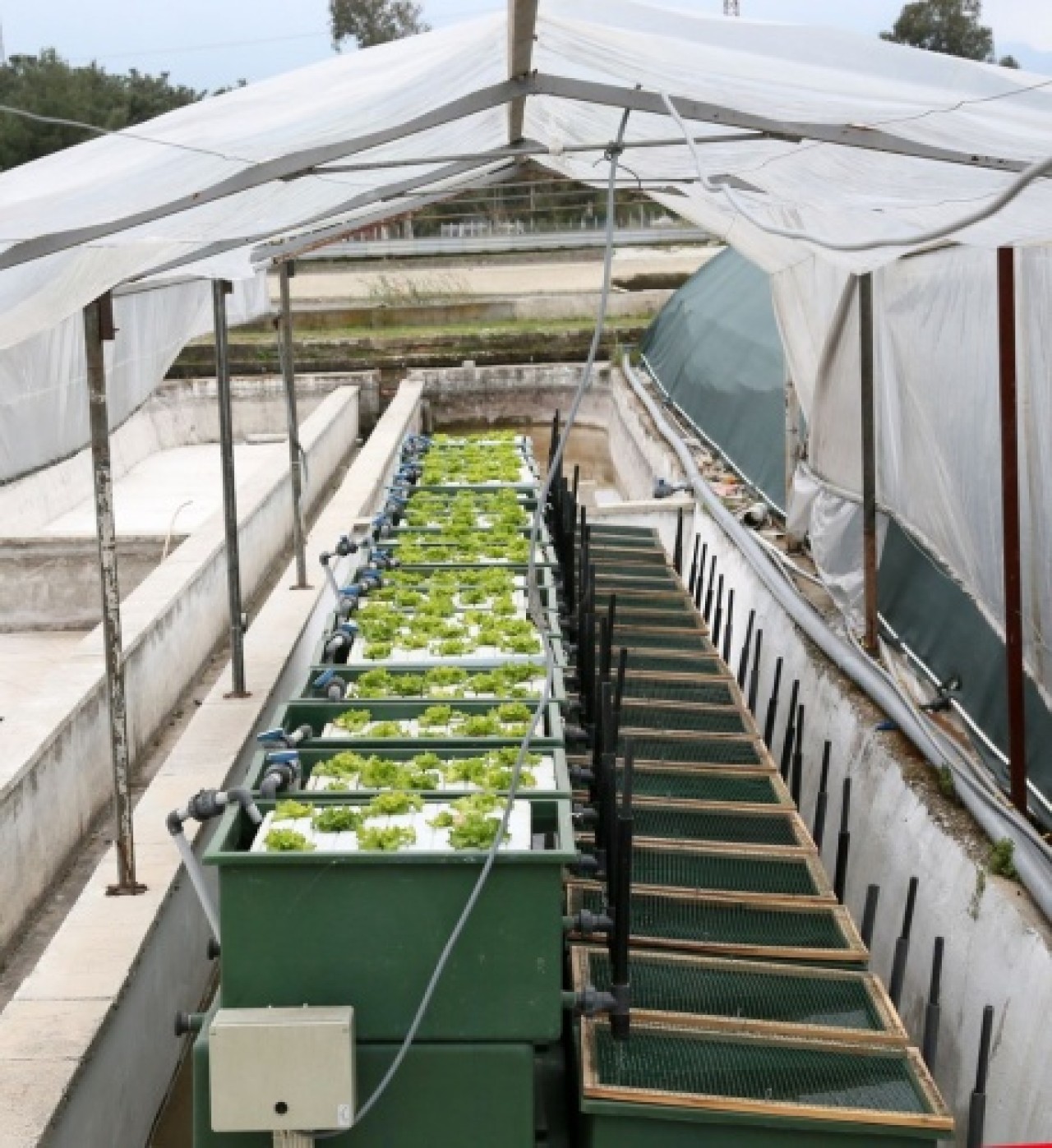 Aynı suda hem balık hem sebze üretiliyor 6