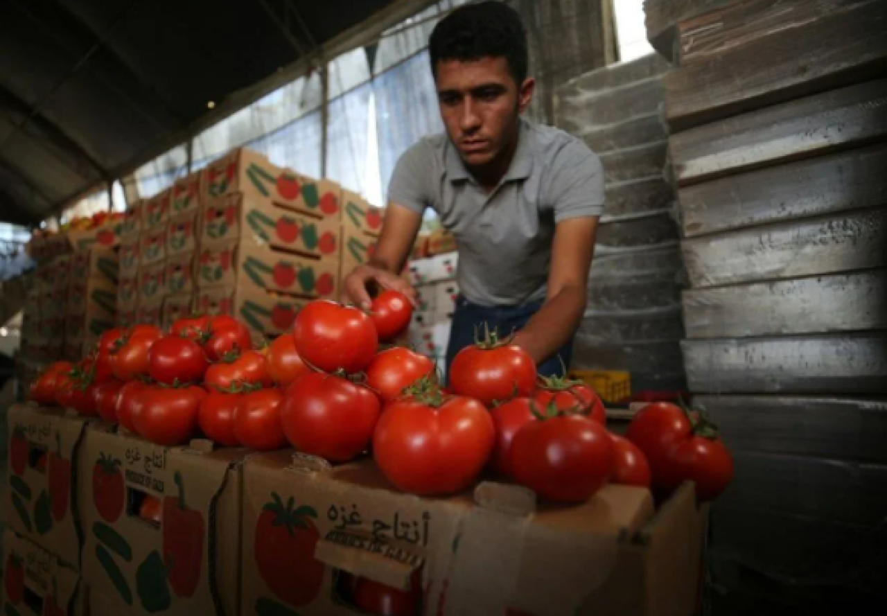 İsrail'in kararına tepki: Domates sapını tehdit gördüler 3