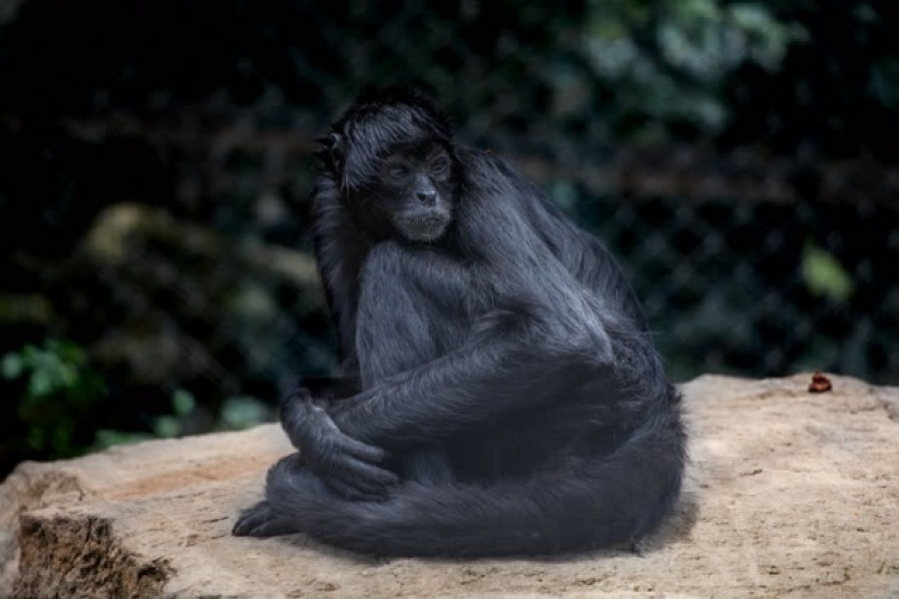 Kolombiya'da kaçakçılıktan kurtarılan hayvanlar 10