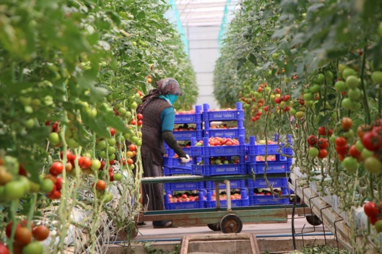 Topraksız tarım,  kadınlara iş kapısı oldu 3