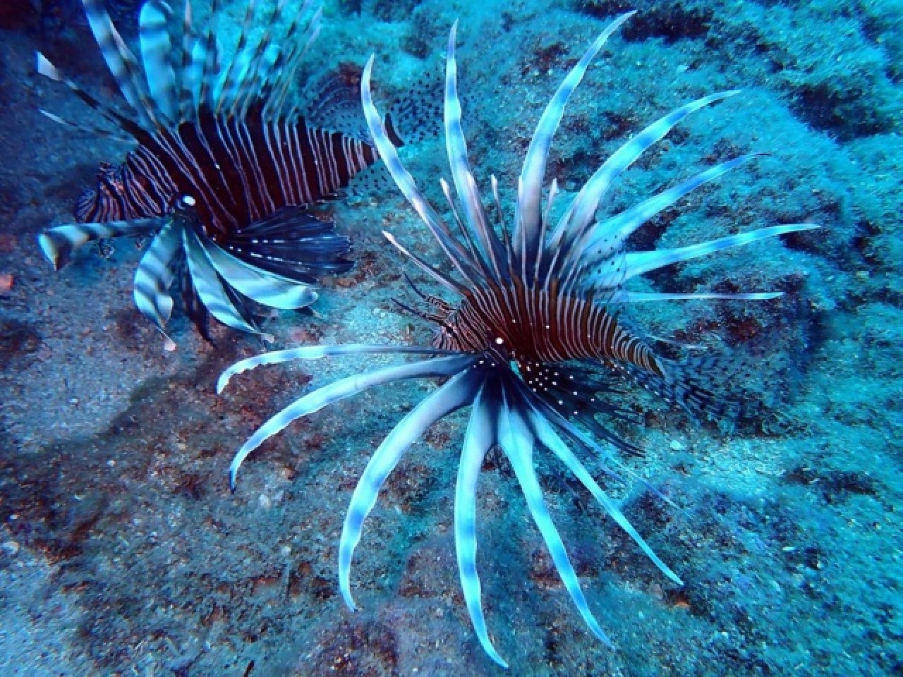 İstilacı,  zehirli aslan balığı Akdeniz’i tehdit ediyor 6