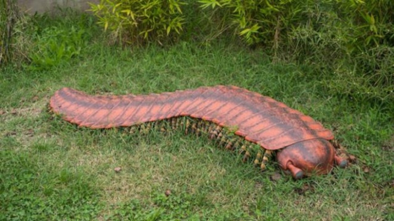 Düşen kaya ikiye ayrılınca ortaya çıktı! Dünyanın en büyük kırkayak fosili bulundu 8