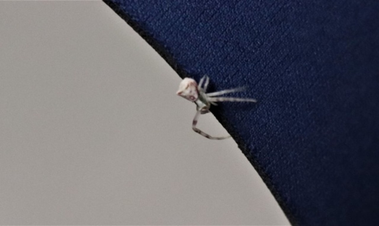 İnsan yüzlü örümcek Türkiye'de bir kez daha ortaya çıktı 5