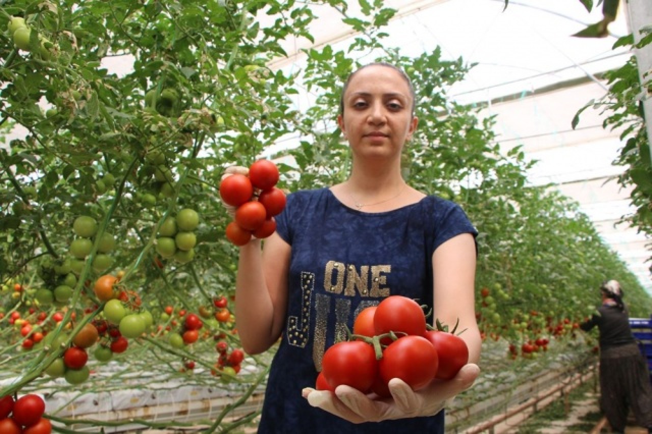 Topraksız tarım,  kadınlara iş kapısı oldu 1