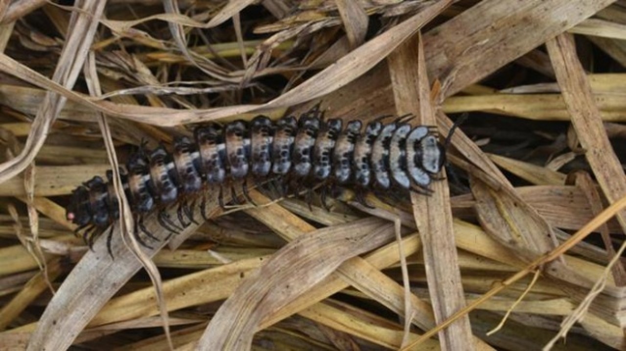 Düşen kaya ikiye ayrılınca ortaya çıktı! Dünyanın en büyük kırkayak fosili bulundu 5