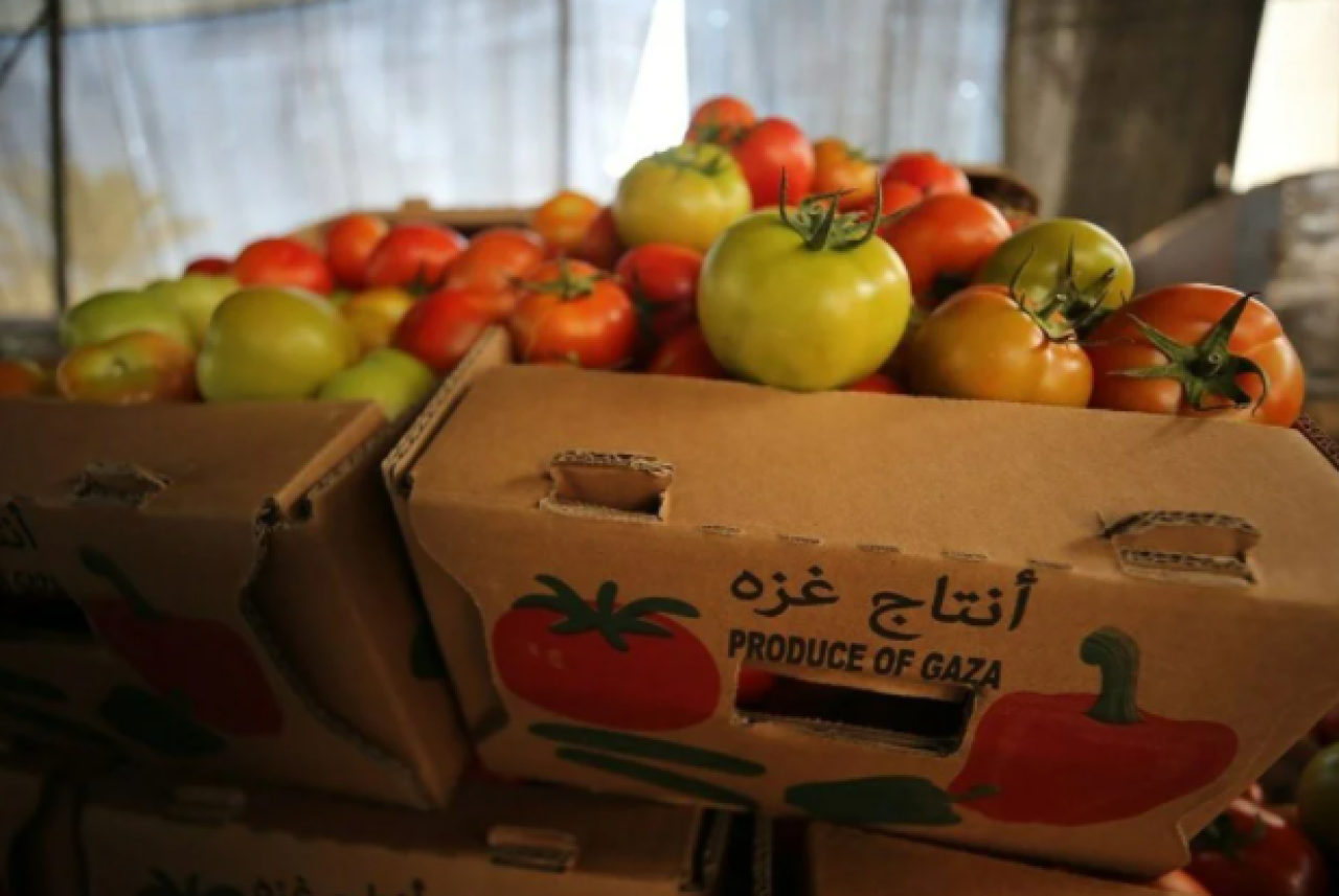 İsrail'in kararına tepki: Domates sapını tehdit gördüler 4