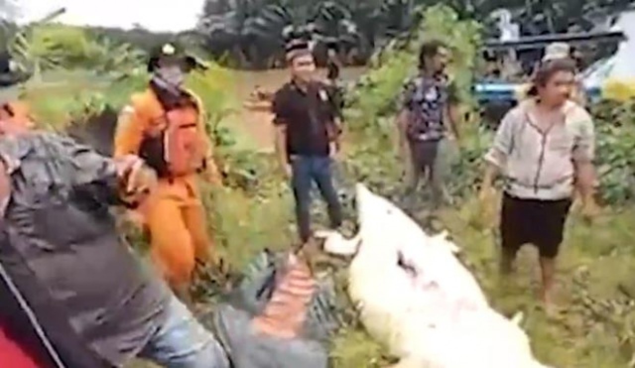 Dev timsah 8 yaşındaki çocuğu yuttu! 6