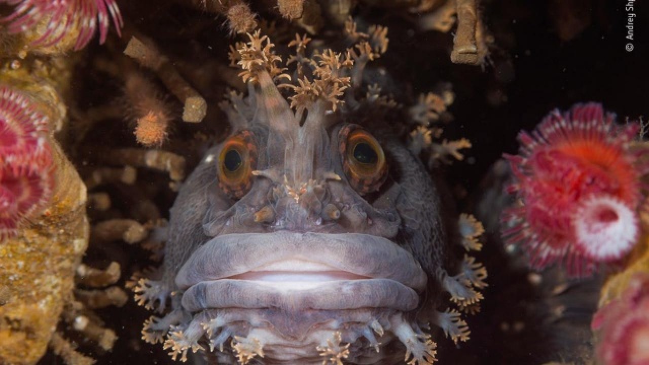 2020 'Yılın Doğa Fotoğrafları' belli oldu 9