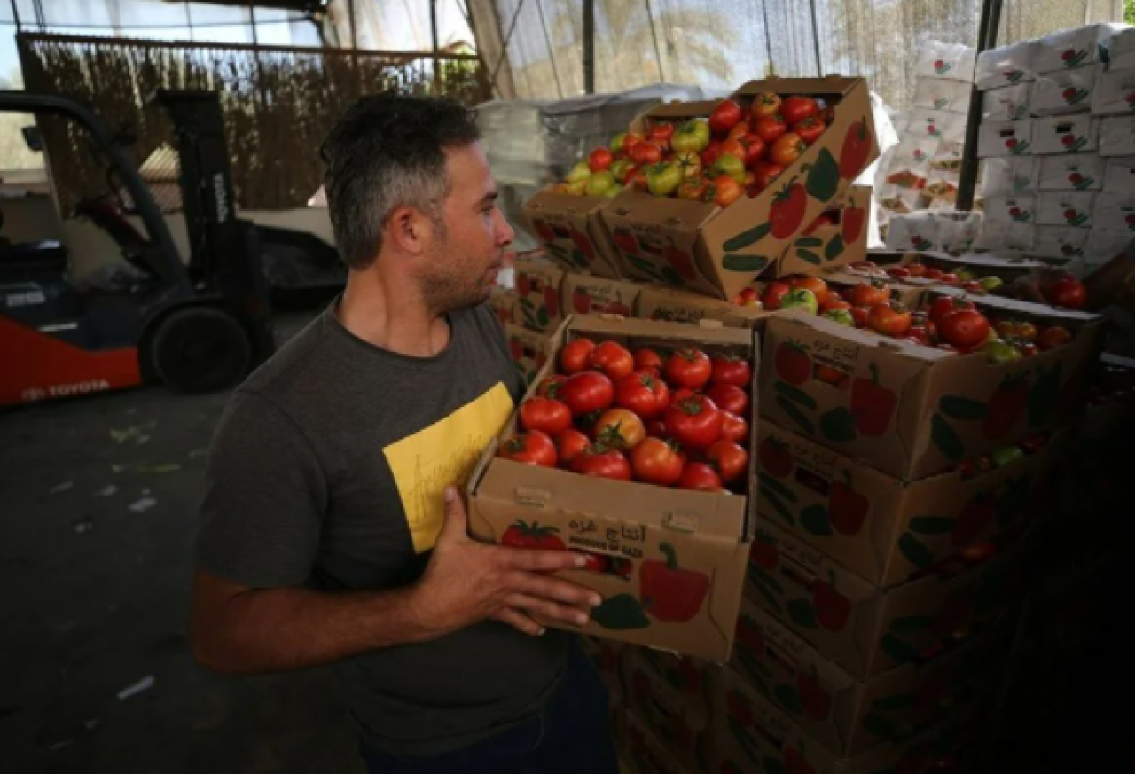 İsrail'in kararına tepki: Domates sapını tehdit gördüler 2