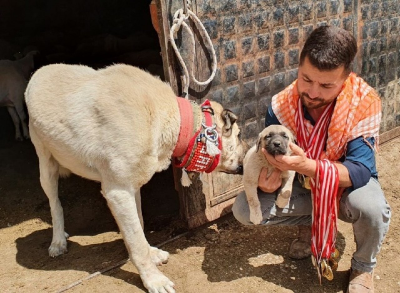 60 yıldır 'Çökelez Aslan'ı yetiştiriyorlar 3