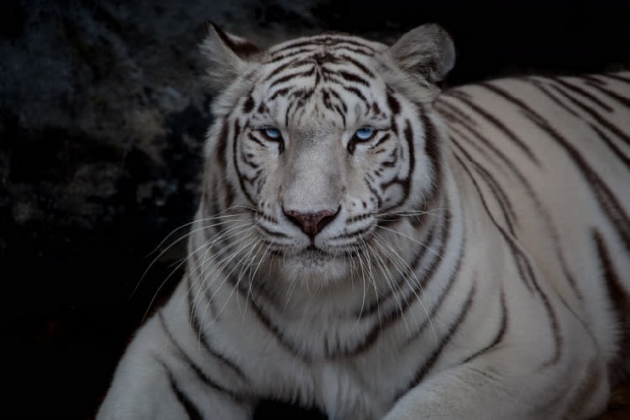 Kolombiya'da kaçakçılıktan kurtarılan hayvanlar 12