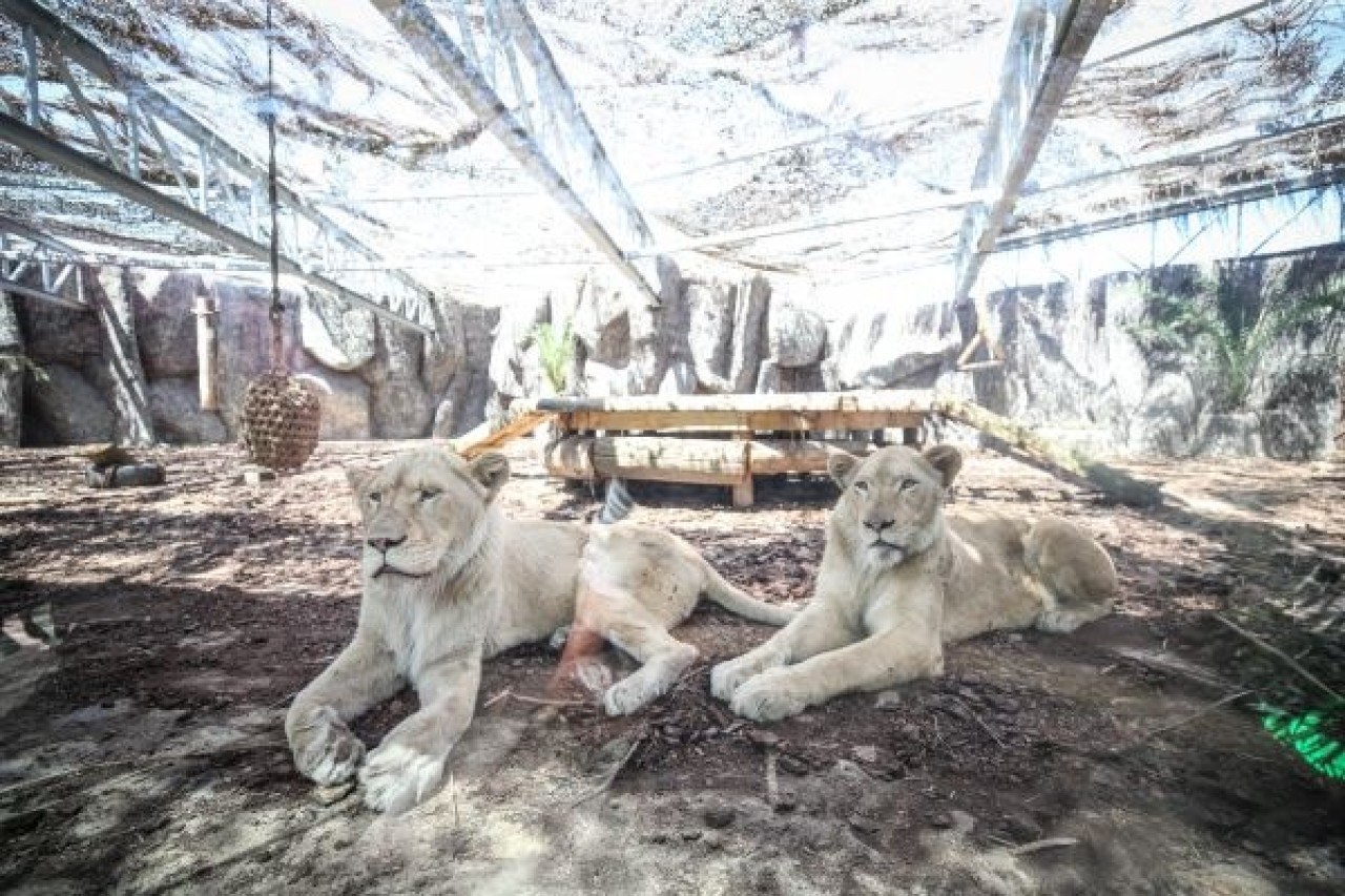 Türkiye'nin ilk beyaz aslanları İstanbul'da 1