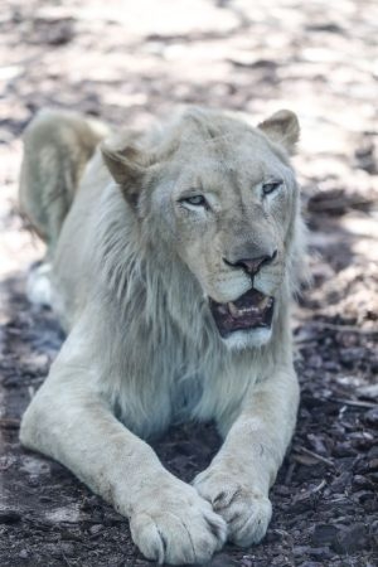 Türkiye'nin ilk beyaz aslanları İstanbul'da 11
