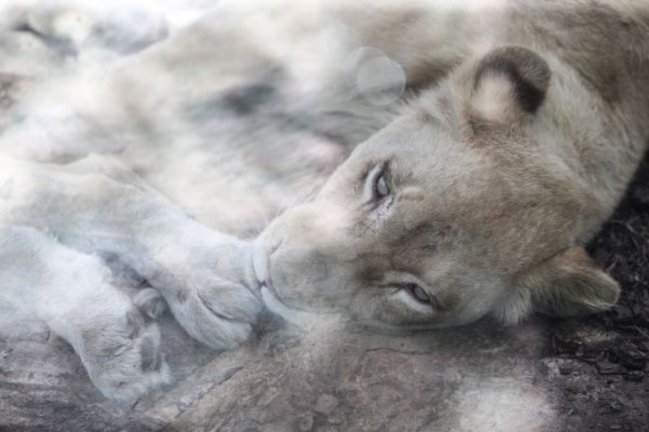 Türkiye'nin ilk beyaz aslanları İstanbul'da 6