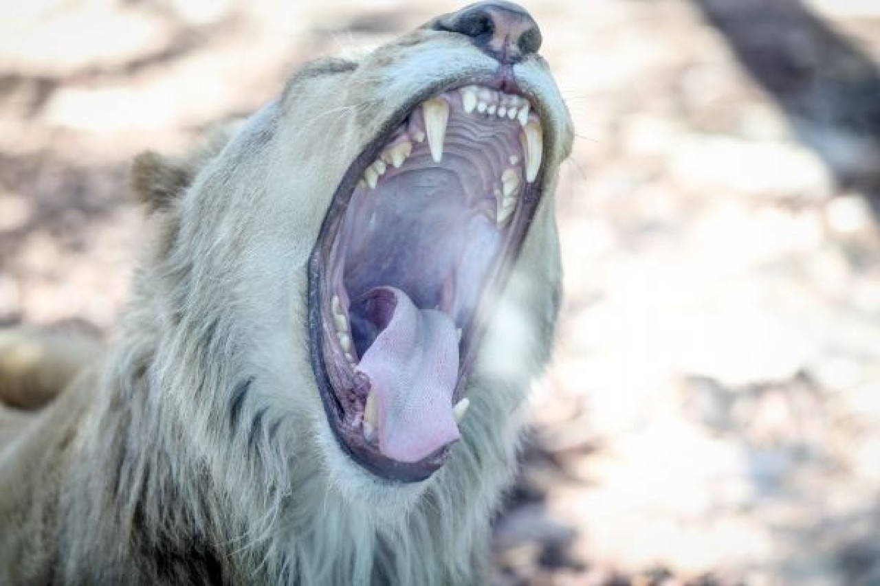 Türkiye'nin ilk beyaz aslanları İstanbul'da 2