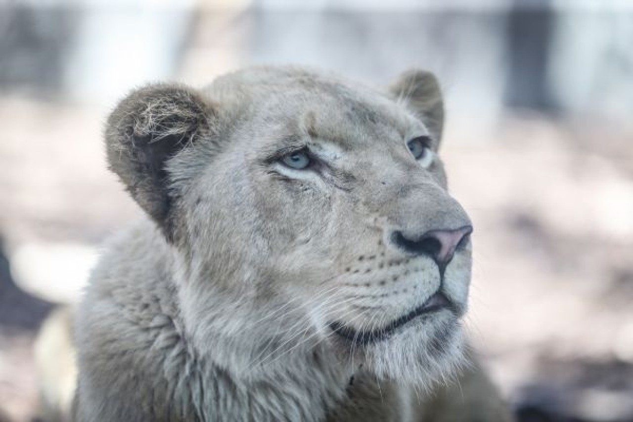 Türkiye'nin ilk beyaz aslanları İstanbul'da 8