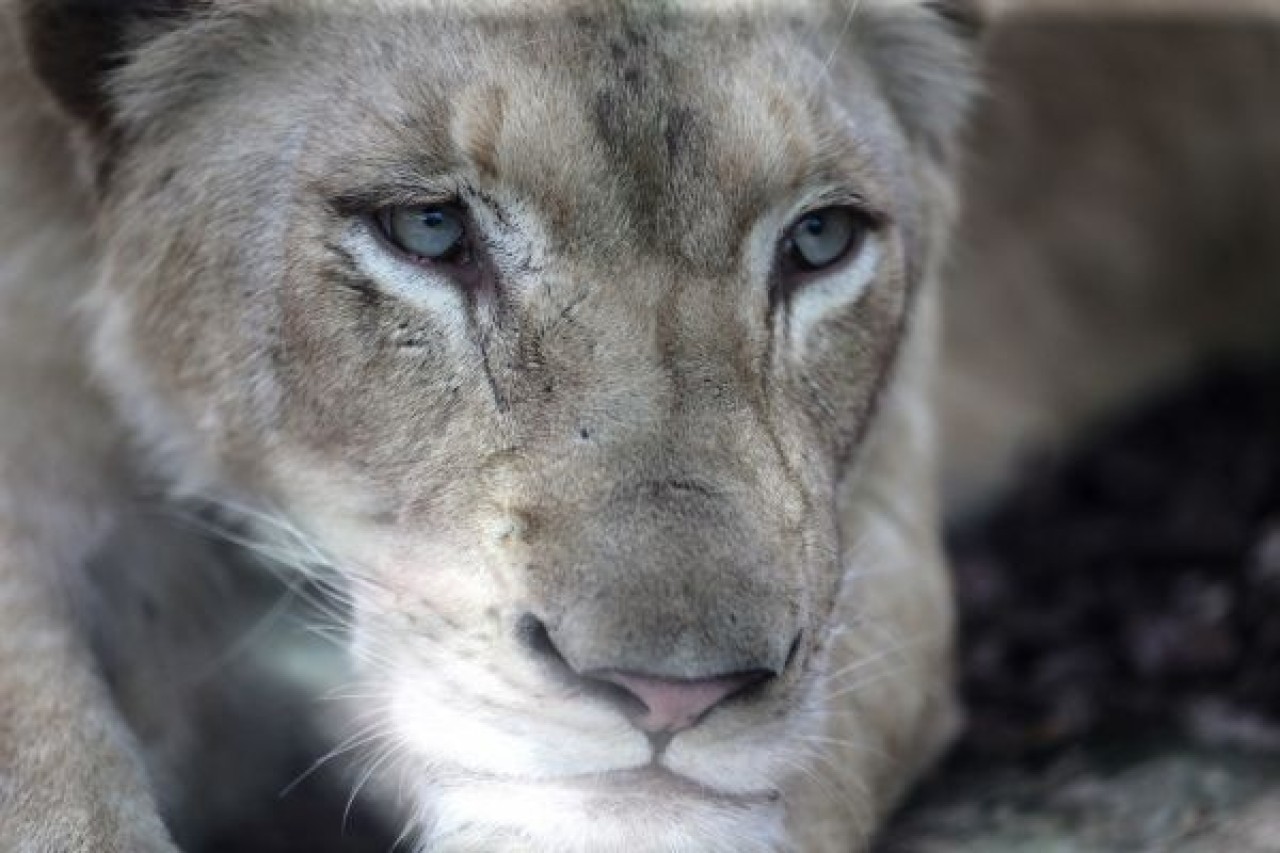 Türkiye'nin ilk beyaz aslanları İstanbul'da 16