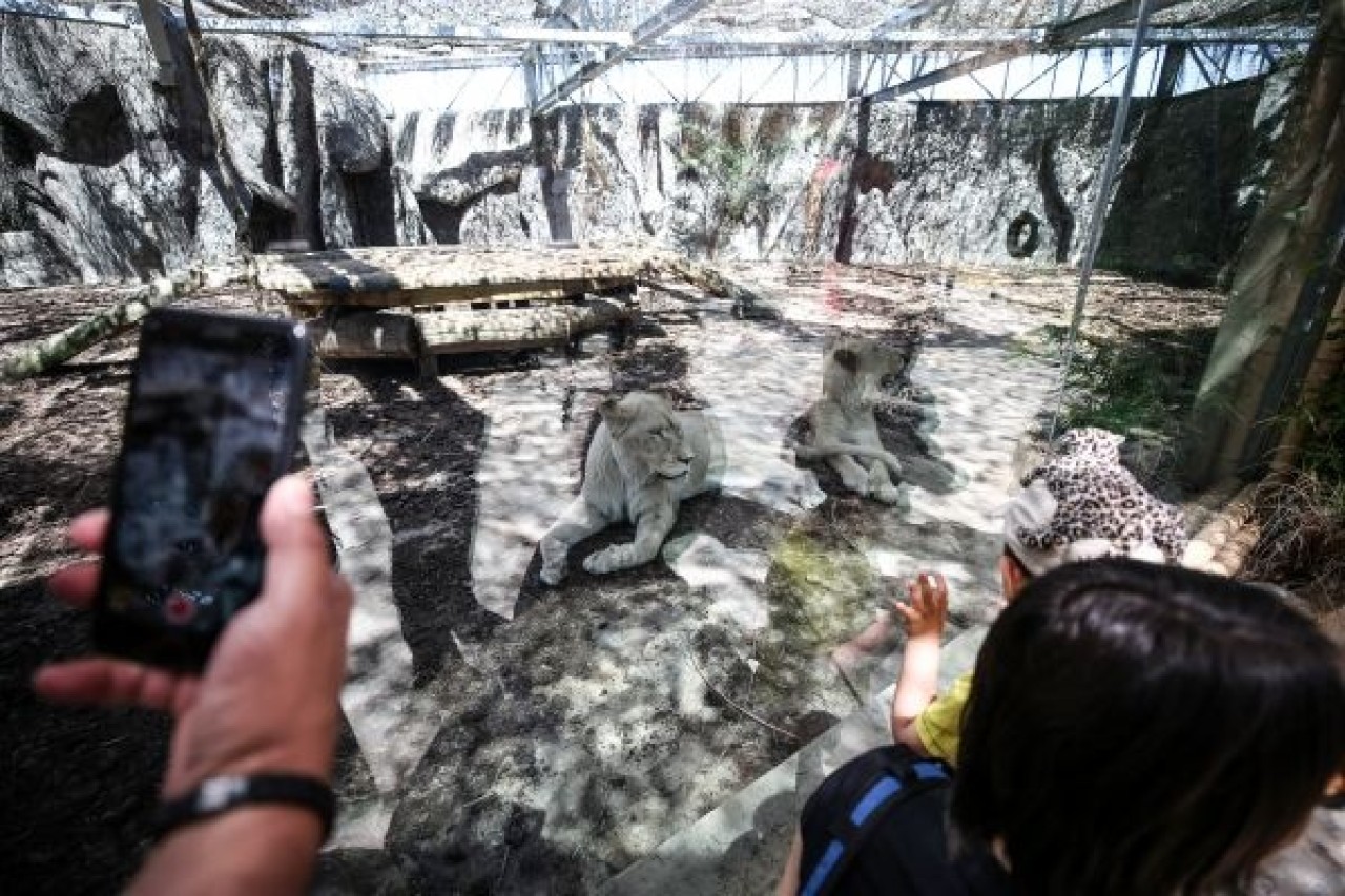 Türkiye'nin ilk beyaz aslanları İstanbul'da 5